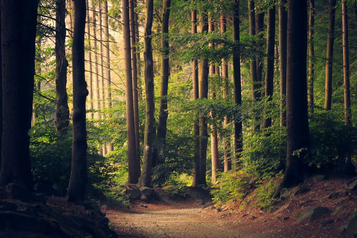 Camino entre la naturaleza simbolizando el proceso terapéutico